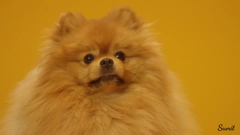 Cuts dog animal trending video