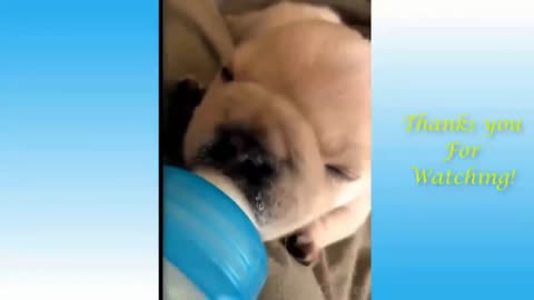 Cute Puppy Sucking Milk