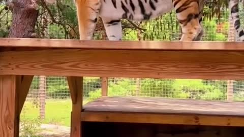 Beautiful animal