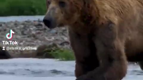 Insanely close dog call with massive funnyAlaskan brown bear