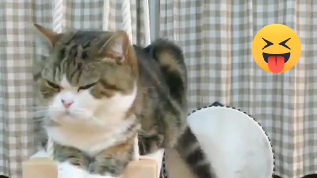 Funny Cats Compilation | Make Me Laugh