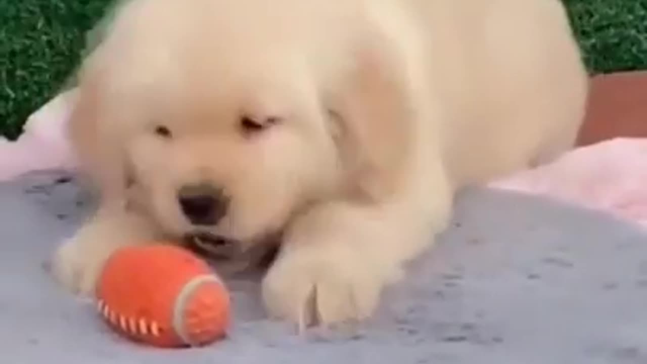 Funny and Cute Dog