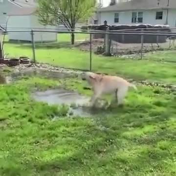 Dog play with water