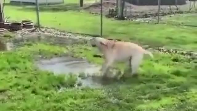 Dog play with water