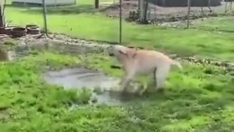 Dog play with water