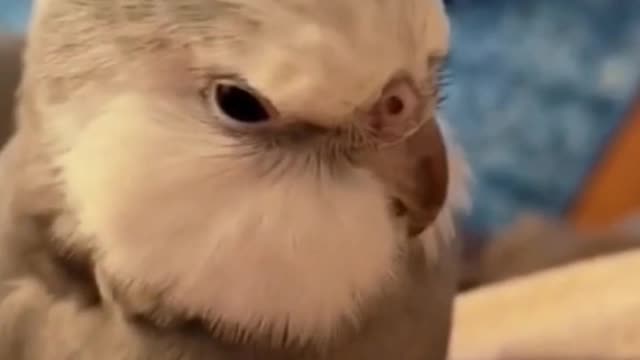 Is this a parrot? The sound it makes is so moving