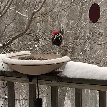 a snowy day with a pileated woodpecker