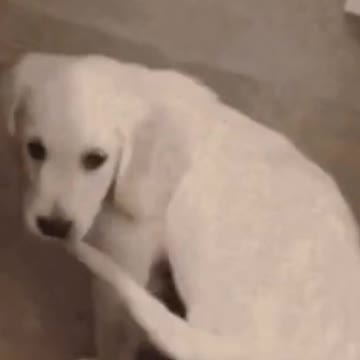 caught myself by the tail