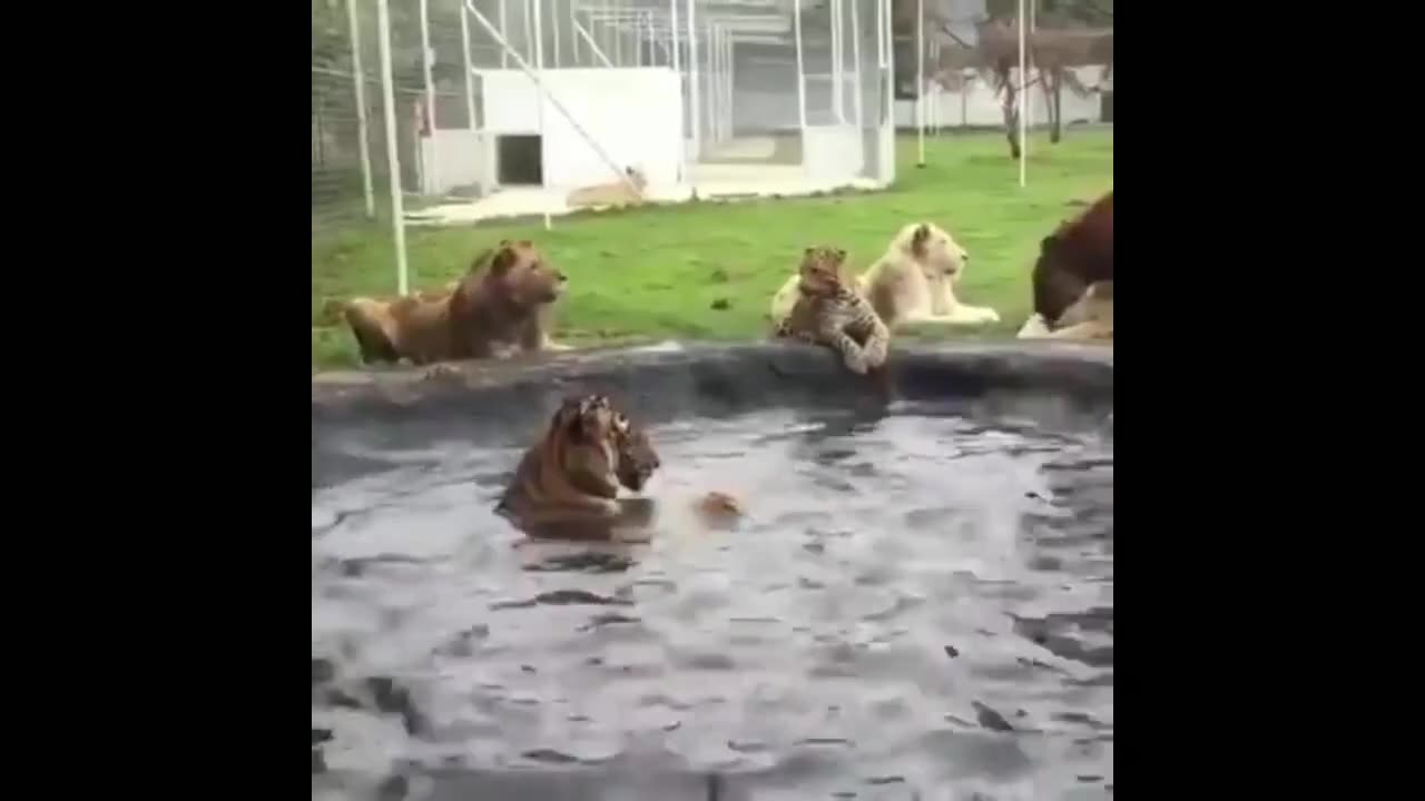 funny video cat