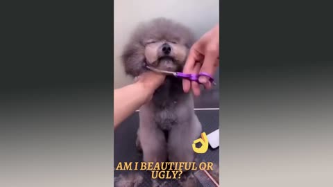 Am i beautiful or ugly video #shorts,# funky video#funny# cute husky# shorts dog,