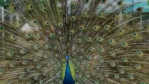 The peacock