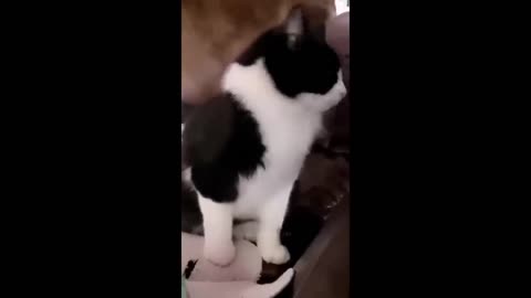 Funny animals