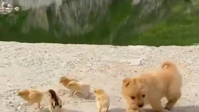 Funny baby dog new