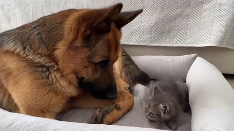 Kitten occupying his bed |Rumble | funnycats | funnydogs | funnyanimals | funnyvideos | part-03