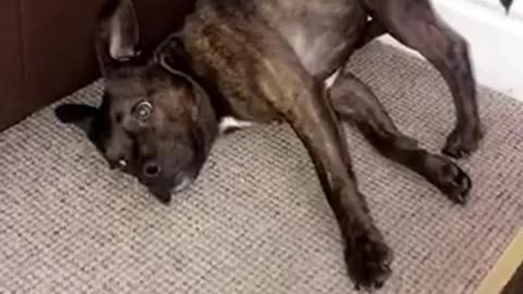 Crazy dog chills out in extremely uncomfortable way