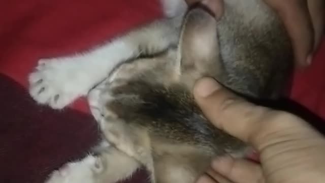 Cute Cat