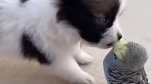 bird and dog are best friends