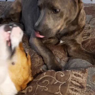 Nose to Nose with Tucker Carlson and Claire Bear 🐻