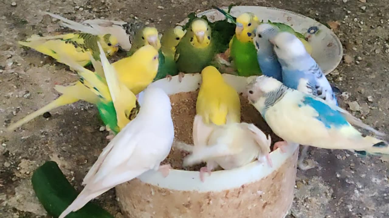 Beautiful parrots eating