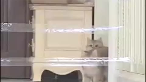 Funny cat