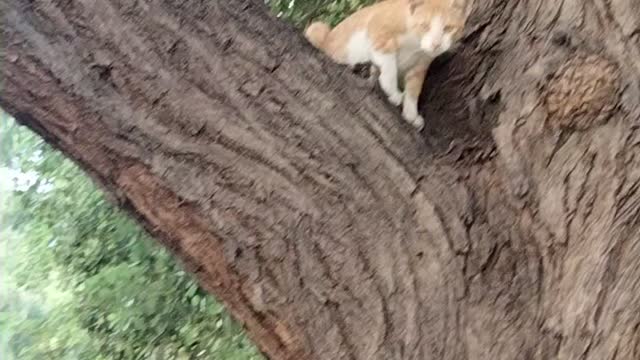 Cat on Tree | For Catching Squirrels the Cat Climbs a Tree