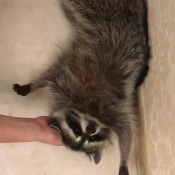 smart raccoon in my house wants to play