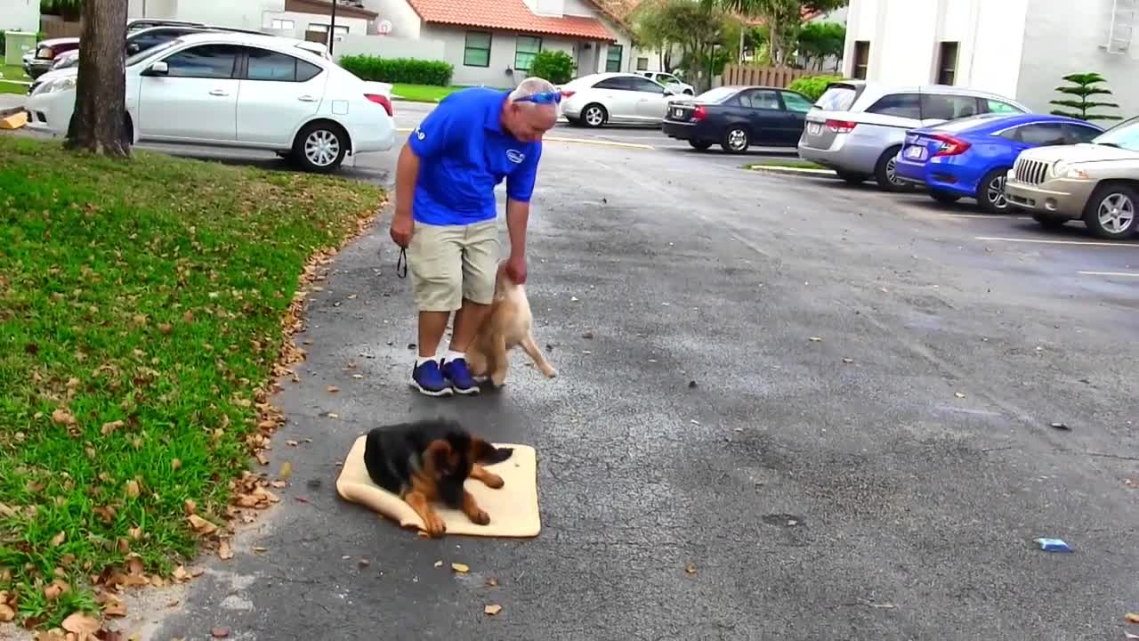 Teach you dog the bed command ( using postive dog training )