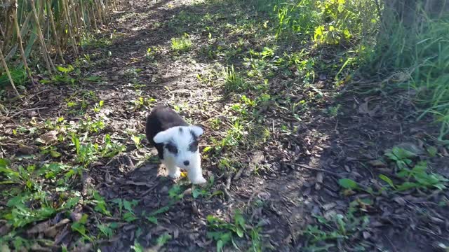 Birthday Boy Bentley is 3 today, not 3 in this video... his 1st walk out back