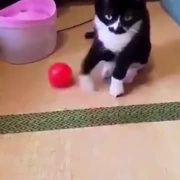 Funny animals moments videos 2022