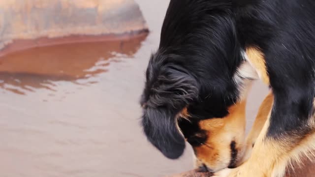 Cachorrinho lindo filmado por profissionais!