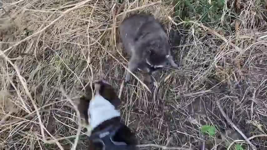 DOG VS BIG ASS COON