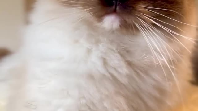 So adorable cat