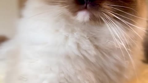 So adorable cat