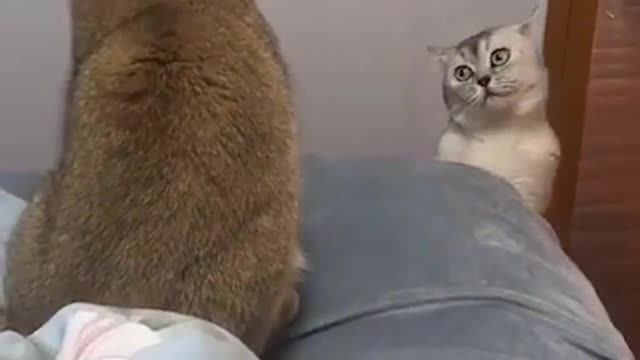 Funny cat