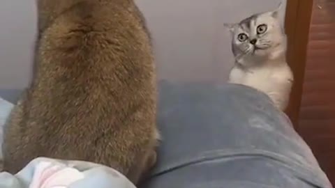 Funny cat