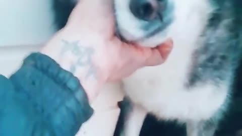 Man Helps Husky Rap