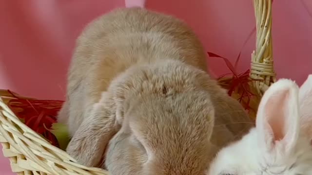 Funny and Cute Baby Bunny Rabbit Videos - The Cutest Baby Bunny Rabbit Compilation EVER