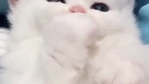 cute cat shorts🥰