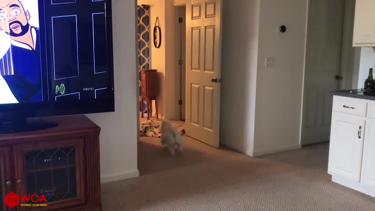 Funny dogs in the mirrors 3