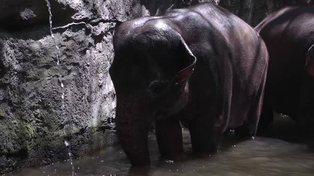 A Elephant on a River