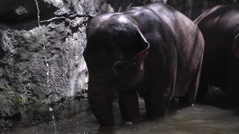 A Elephant on a River