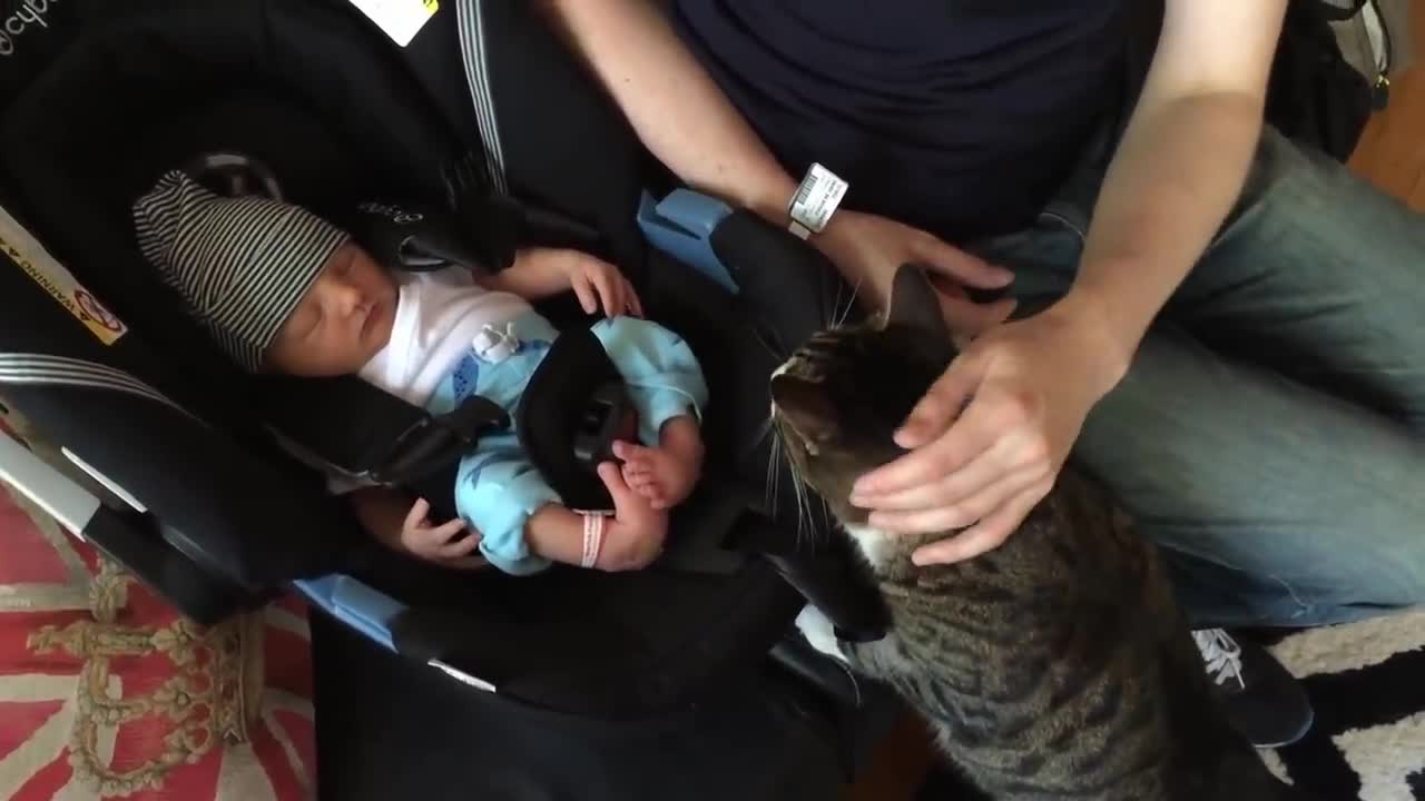 Cats Meeting Babies for te FIRST