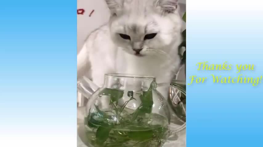 World cute pets funny animals