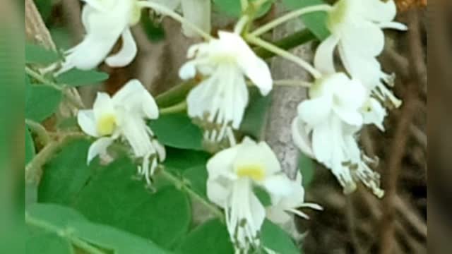 My Garden plants