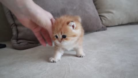 The most dangerous kitten in the world