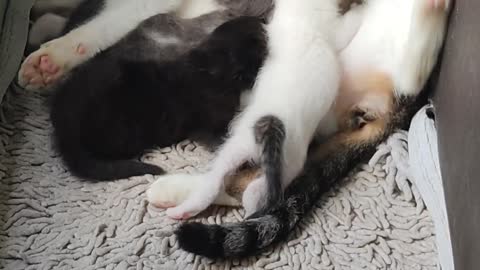 Cute kitties