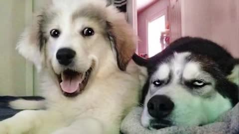 Cute N Funny Dogs