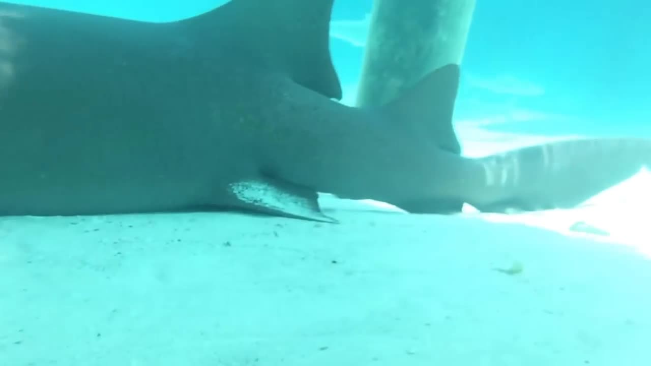 Swiming with Sharks