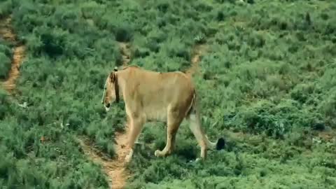 Animal video