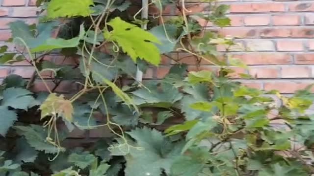 This plant can climb up the wall